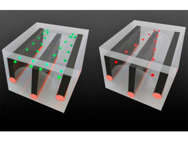 Inside these fibers, droplets are on the move