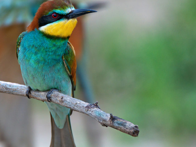 Stanford researchers study birds to improve how robots land