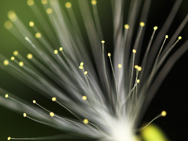 Quantum information into long distances via glass fibers