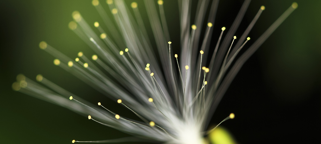 Quantum information into long distances via glass fibers