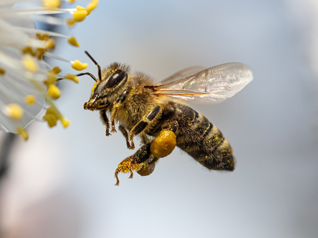 Measure twice, cut once: What engineers can learn from insects and fish