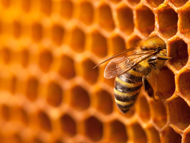 Honeybees make rapid, accurate decisions and could inspire future of AI