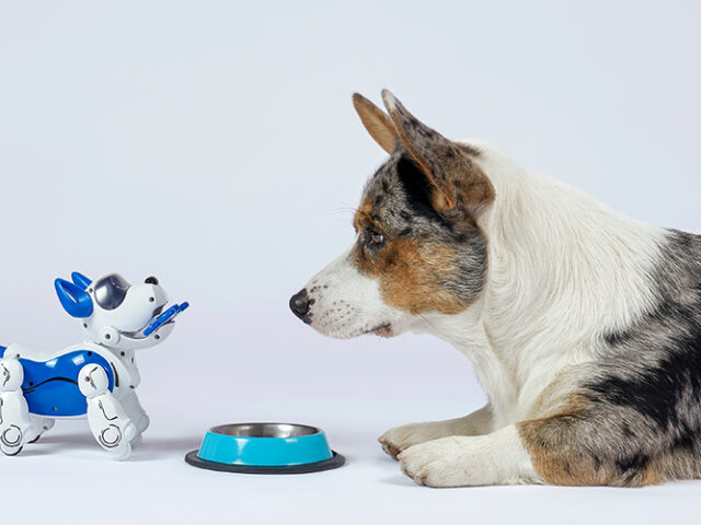 Robot dog takes sprinting strides (almost) autonomously