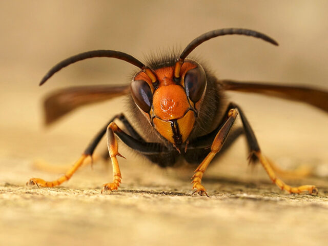 AI helps in the fight against invasive Asian hornets